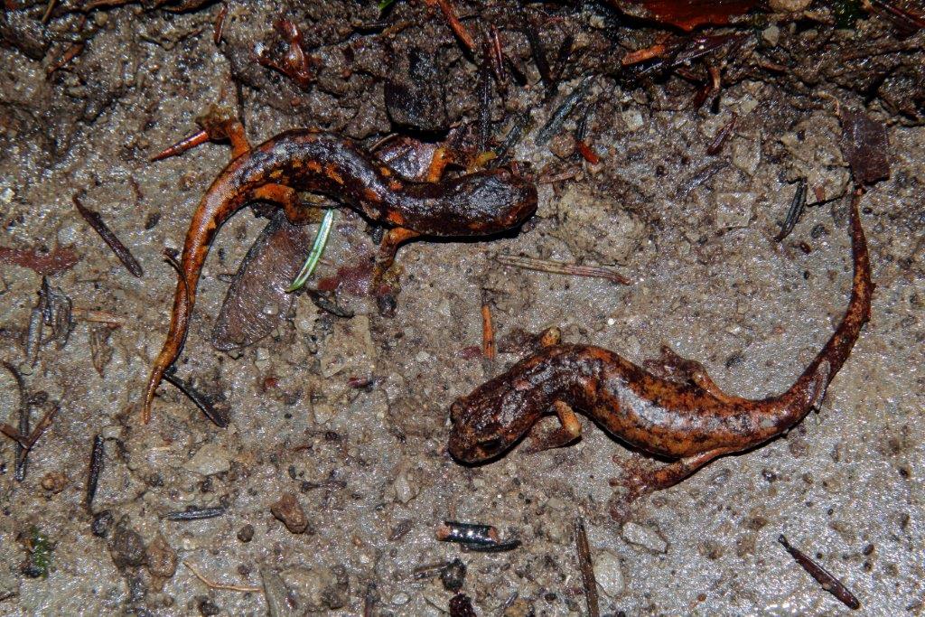 Alla ricerca della Salamadra perduta